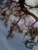 tree.jpg