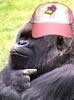 gorillainpinkhatjpg.jpg