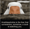 duck.PNG