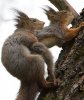 twosome squirreling.jpg