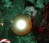 Crestless in Xmas Tree Small.JPG Crestless in Xmas Tree Small.JPG