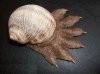 giant-snail.jpg