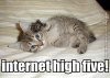 funny-cat-pics-internet-high-five.jpg