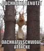 oachkatzl-uses-oachkatzlschwoaf-attack.jpg