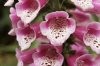 foxglove.jpg