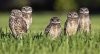 burrowing-owl1.jpg