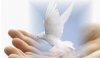 dove-of-peace-.jpg