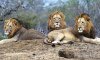 South-African-lions-008.jpg