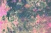 poppies-5.jpg