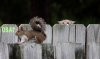 Fence cat & squirrel.jpg