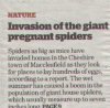 spider.jpg