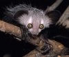 Aye-aye.jpg