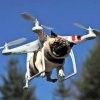 Dog drone.jpg