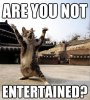 entertained + are you not entertained + cat + gladiator.jpg